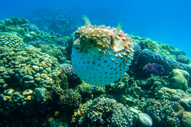 istock Yellowspotted burrfish is in a defensive position 1384908085