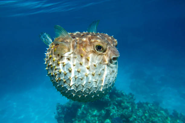 Yellowspotted burrfish is in a defensive position stock photo