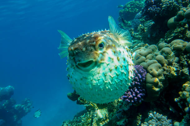 istock Yellowspotted burrfish is in a defensive position 1384908160