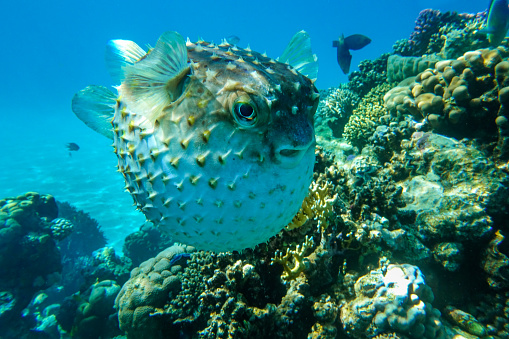 Yellowspotted burrfish (cyclichthys spilostylus) is in a defensive position, Red Sea
