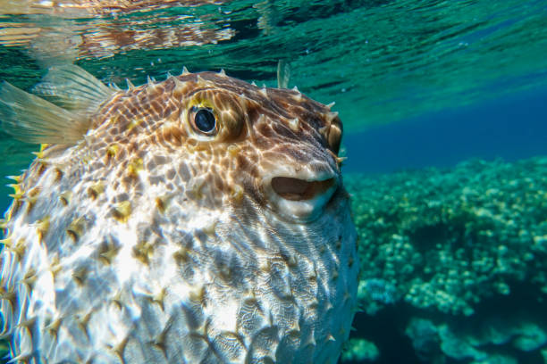 istock Yellowspotted burrfish is in a defensive position 1384908306