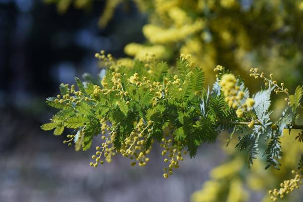 istock Cootamundra wattle (Acacia baileyana) blossoms. 1384908375