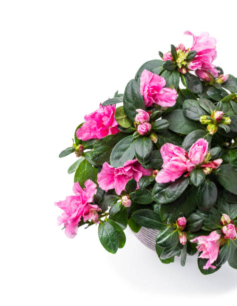 白で隔離されたポットで美しいピンクの咲くツツジ - azalea flower pot rhododendron isolated ストックフォトと画像