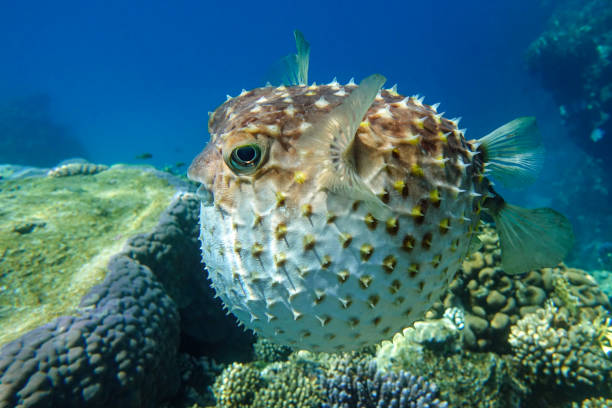 istock Yellowspotted burrfish is in a defensive position 1384908403