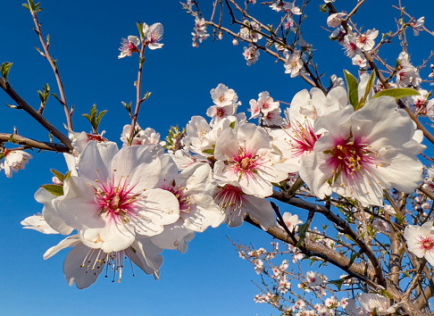 Single Southern Magnolia blossom with buds and a hazy blue sky background