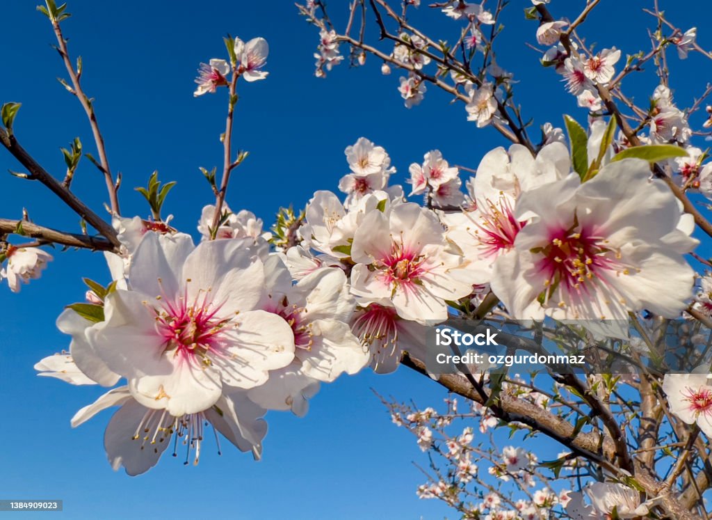 Blooming almond trees, Close up Almond Tree Stock Photo