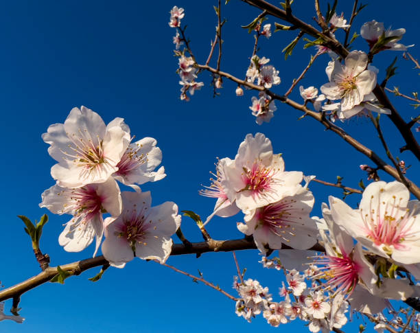istock Blooming almond trees, Close up 1384909099