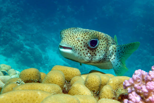 porcupinefish on a coral reef red sea - porcupinefish imagens e fotografias de stock