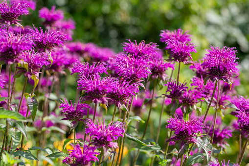 Monarda didyma Balmy Purple flowers gathered in captivating purple heads. High quality photo