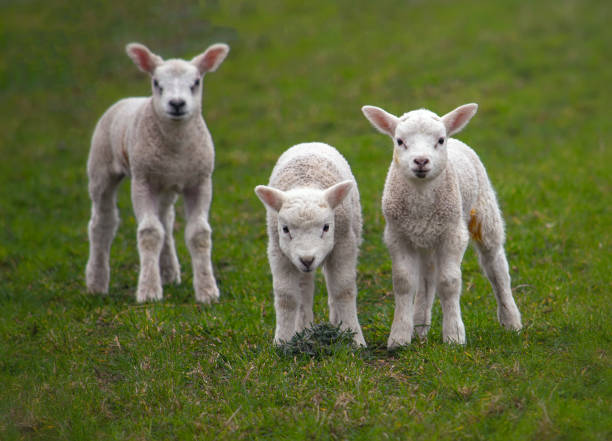 istock Three cute baby lambs on the spring field 1384910315