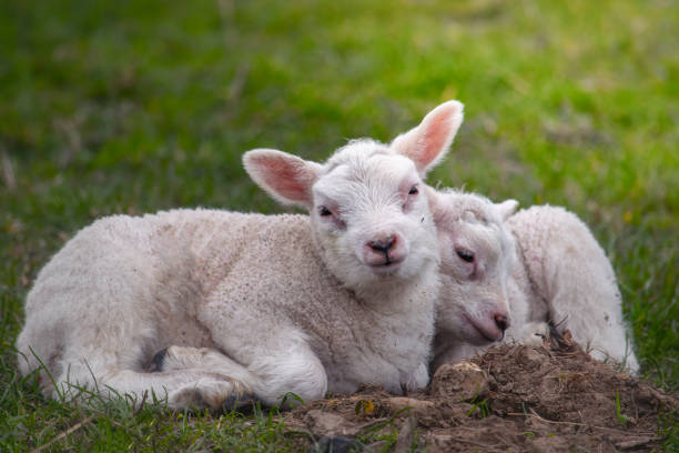 istock Baby lambs resting on the spring grass 1384910325