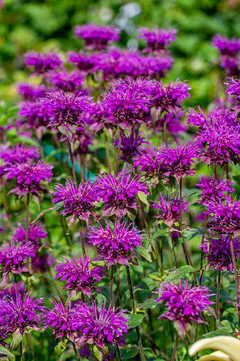 Monarda didyma Balmy Purple flowers gathered in captivating purple heads. High quality photo