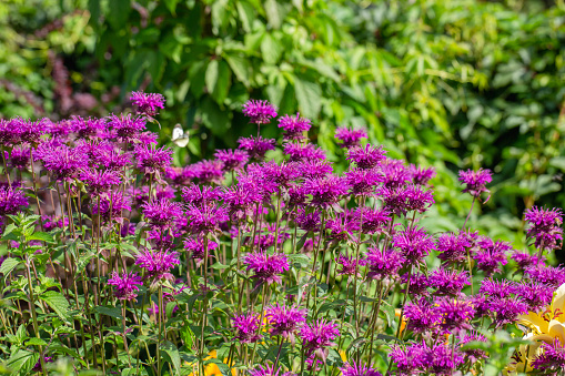 Monarda didyma Balmy Purple flowers gathered in captivating purple heads. High quality photo