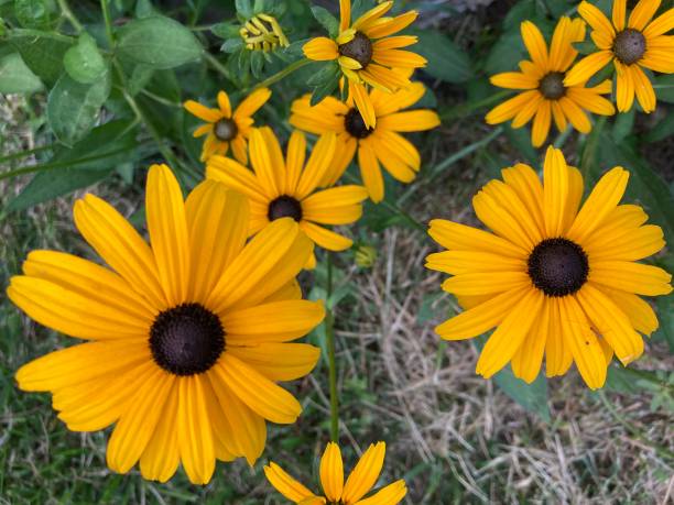 istock Black-Eyed Susans in Bloom, 5 1384910719