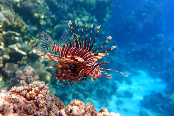 istock Lionfish on the coral reef 1384916057