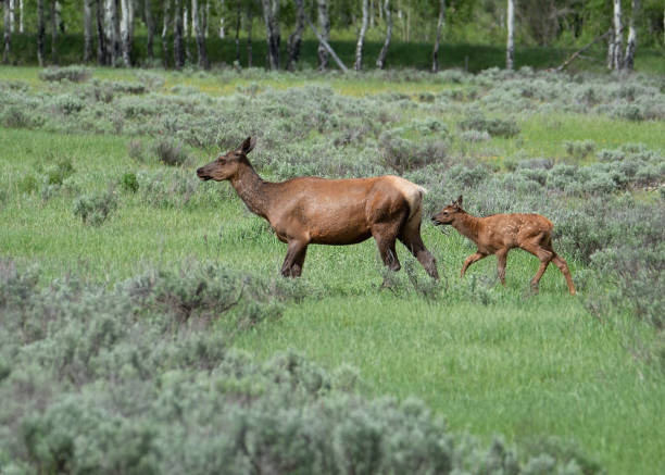 grand teton elch kuh und kalb - female animal stock-fotos und bilder