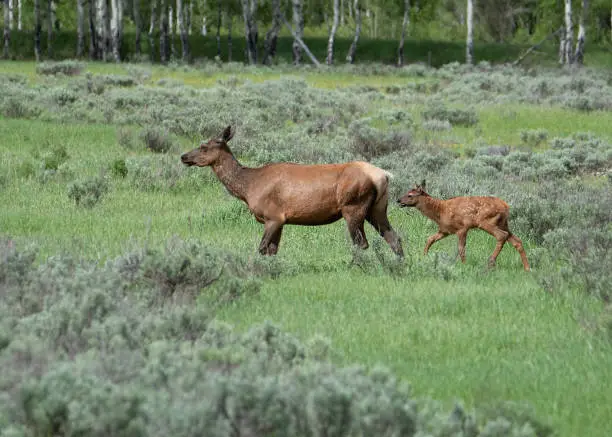 Elk cow and calf walking through a field  in Grand Teton National Park