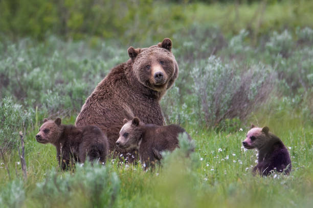 Grand Teton Grizzly 399 with three of her four cubs Grizzly 399 in Grand Teton National Park letting her cubs play wyoming stock pictures, royalty-free photos & images