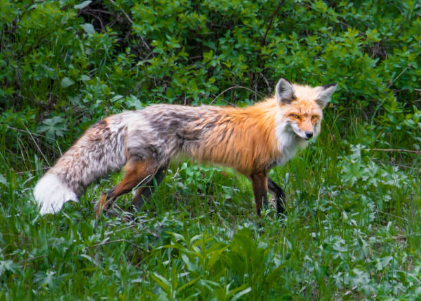 istock Grand Teton Red Fox in the woods 1384916228