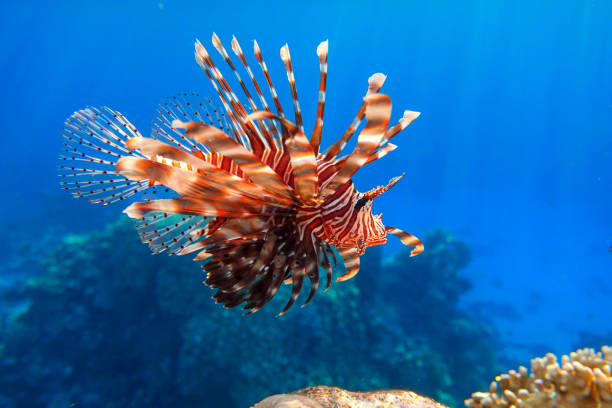 peixe-leão no recife de coral - lionfish - fotografias e filmes do acervo