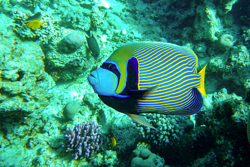 Coral fish - Emperor Angelfish (Pomacanthus imperator) on a Coral Reef , Red Sea