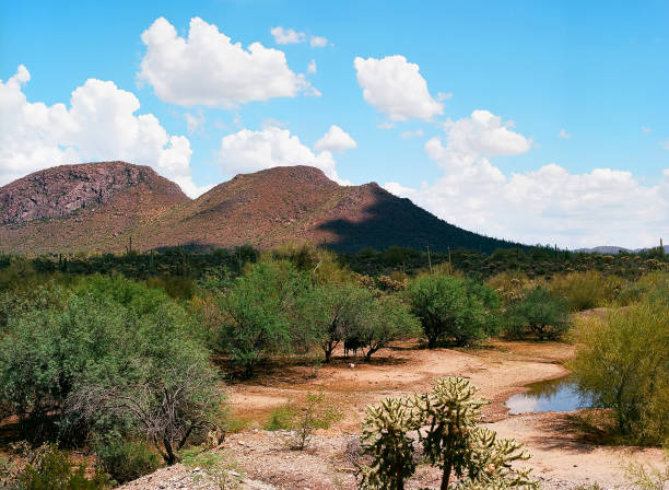 istock Sonora Desert Arizona 1384921268