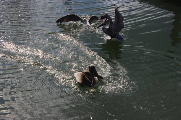 pelican landing - pelican landing imagens e fotografias de stock