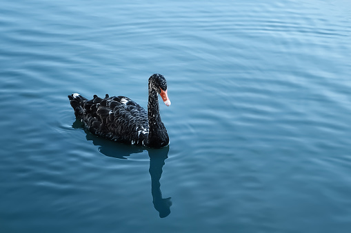 The black swan floats in the blue lake. Nature background, copy space for text