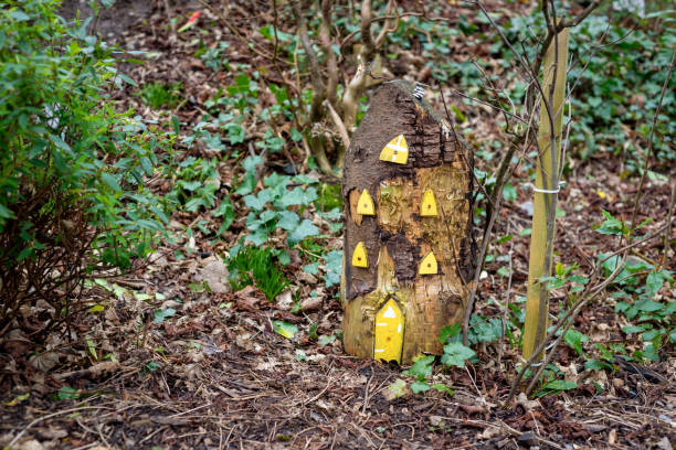 wysoki drewniany dom wróżek z żółtymi oknami i drzwiami wróżki, wykonany z pnia drzewa w irlandzkim leśnym ogrodzie wróżek. - czarodziejki zdjęcia i obrazy z banku zdjęć