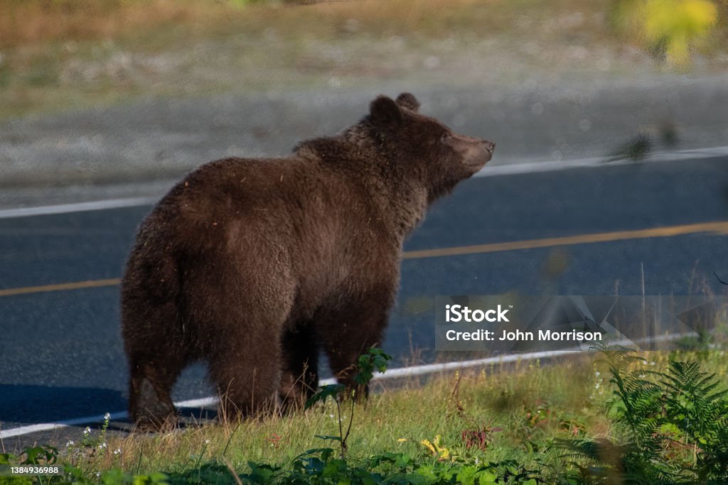 Brown Bear walks along highway surprises photographer distracted photographing eagles thus unaware of its presence Brown Bear walks along highway, surprises photographer as bear overtakes him, distracted photographing eagles thus unaware of its presence. Bear just walked on by, very close to photographer. Bear is looking up at an eagle. There were about eight very close. This was in Haines, Alaska in the United States of America (USA). John Morrison Photographer Alaska - US State Stock Photo