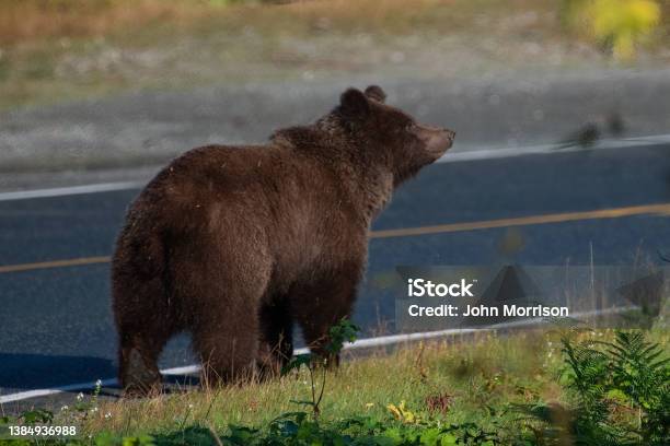 Brown Bear Walks Along Highway Surprises Photographer Distracted Photographing Eagles Thus Unaware Of Its Presence Stock Photo - Download Image Now