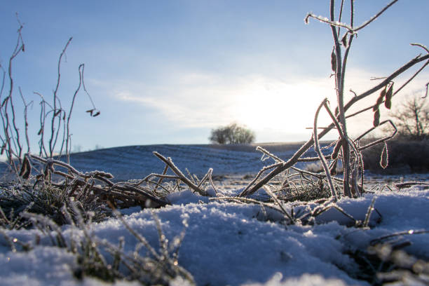 The sun shines through a frosted soybean plant in a snow-covered field. stock photo