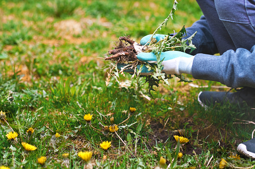 Young man hands wearing garden gloves, removing and hand-pulling Dandelions weeds plant permanently from lawn. Spring garden lawn care background.