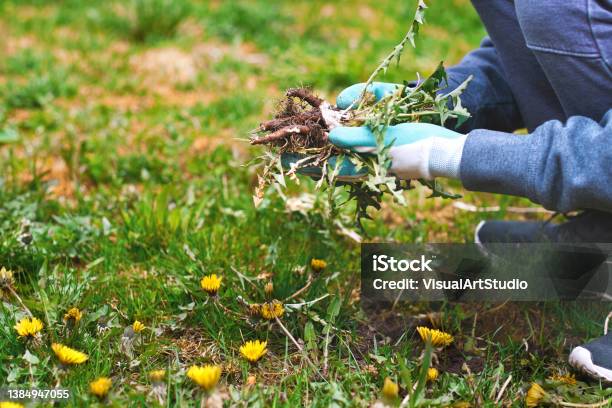 Young Man Hands Wearing Garden Gloves Removing And Handpulling Dandelions Weeds Plant Permanently From Lawn Spring Garden Lawn Care Background Stock Photo - Download Image Now