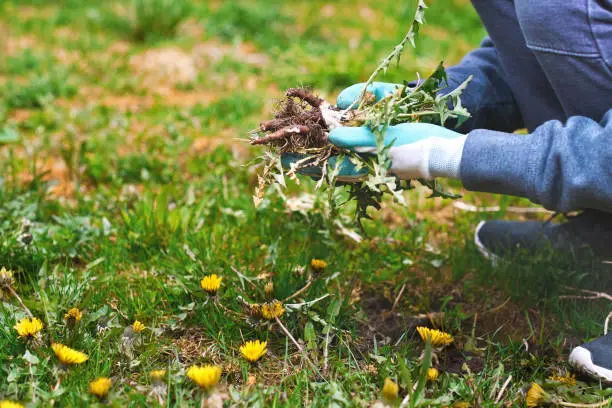 Photo of Young man hands wearing garden gloves, removing and hand-pulling Dandelions weeds plant permanently from lawn. Spring garden lawn care background.