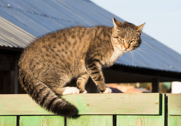 istock Grumpy tabby cat on the wooden fence 1384947449