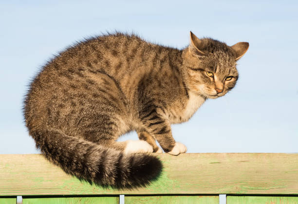 istock Grumpy tabby cat on the wooden fence 1384947450