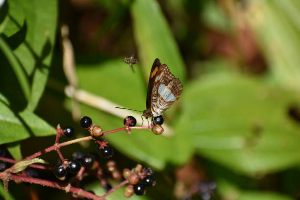 istock Adelpha cytherea or a Smooth banded sister butterfly 1384947810