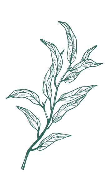 illustrations, cliparts, dessins animés et icônes de branche d’eucalyptus sur fond blanc. - full frame leaf lush foliage backgrounds