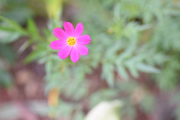 istock Pink cosmos flower 1384951443