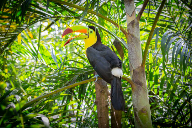 Toucan, bird in Colombia, ramphastos sulfuratus stock photo