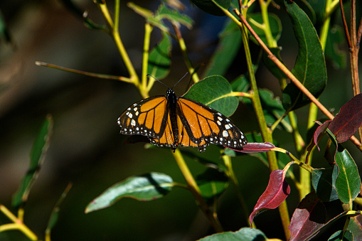 Close-up of monarch butterfly (Danaus plexippus) resting on a tree branch near the winter nesting area.\n\nTaken in Santa Cruz, CA, USA