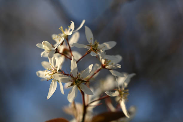 istock Flowering Amelanchier Rock Pear 1384960492