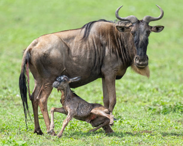 istock A Newborn Wildebeest Calf Trying to Stand for the First time 1384962267