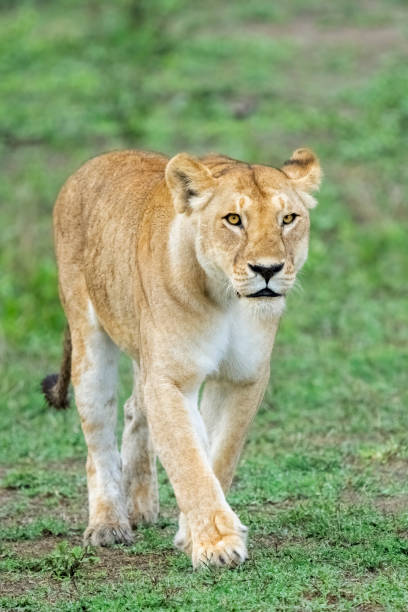 istock Lioness Walking on the Savannah 1384962357