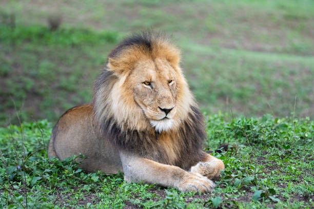 istock Male Lion on the Savannah 1384962371