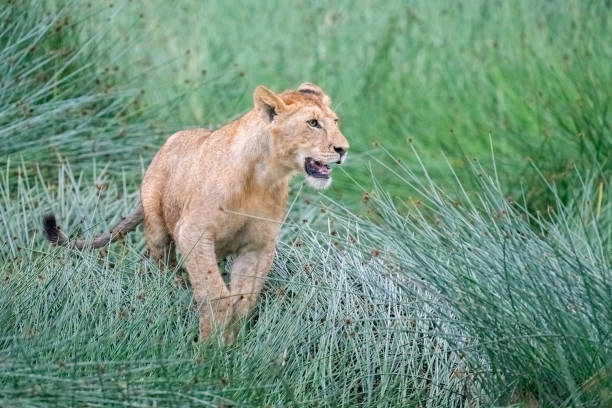 young lion in a wetland marsh - 12007 imagens e fotografias de stock