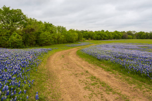 istock Beautiful meadow with blooming blue bonnets interspersed with Indian paintbrushes 1384966317