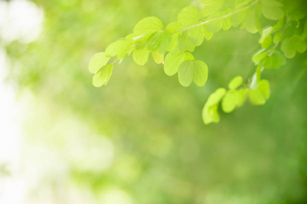 leaves of the sun