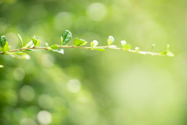 Beautiful nature view green leaf on blurred greenery background under sunlight with bokeh and copy space using as background natural plants landscape, ecology wallpaper concept.